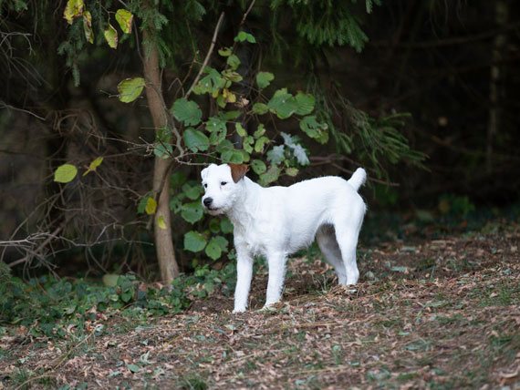 hundezentrum-blog-richtige-fellpflege