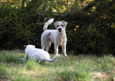 hundezentrum-parson-russell-terrier-bilder-003