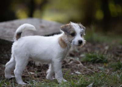 hundezentrum-parson-russell-terrier-bilder-021