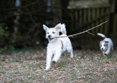 hundezentrum-parson-russell-terrier-bilder-027